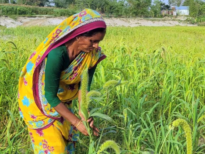 মানুষের থালা থেকে পাখির ঠোঁটে: চরাঞ্চলে বিলুপ্তির পথে কাউন